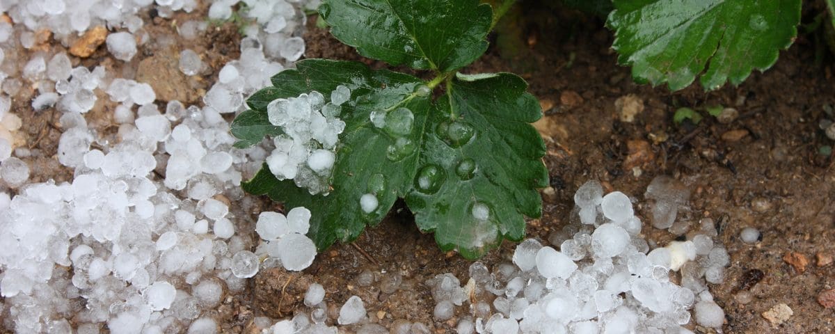 Surviving Hail Damage in Texas Miracle Body and Paint San Antonio Texas