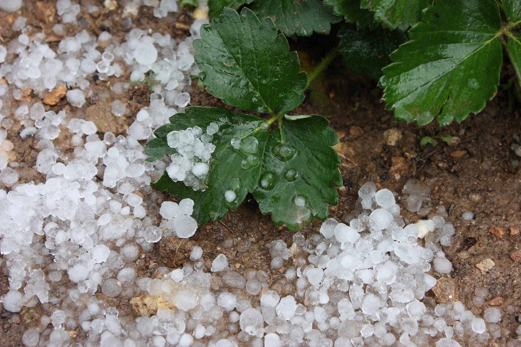 Surviving Hail Damage in Texas Miracle Body and Paint San Antonio Texas