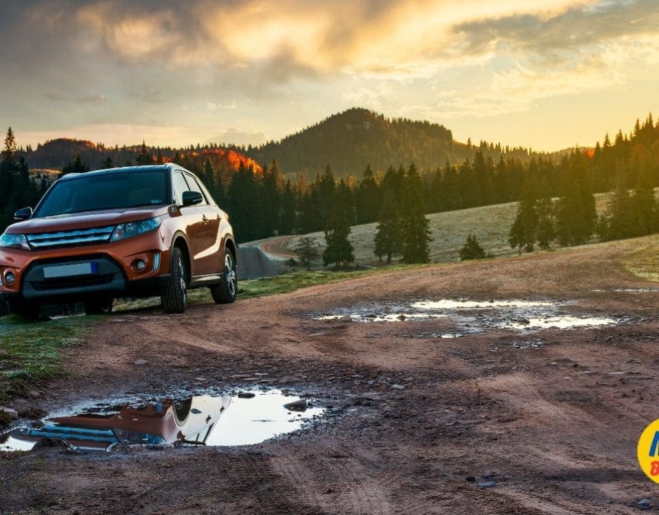 3 Vital Tips on How to Avoid Deer-Related Auto Collision